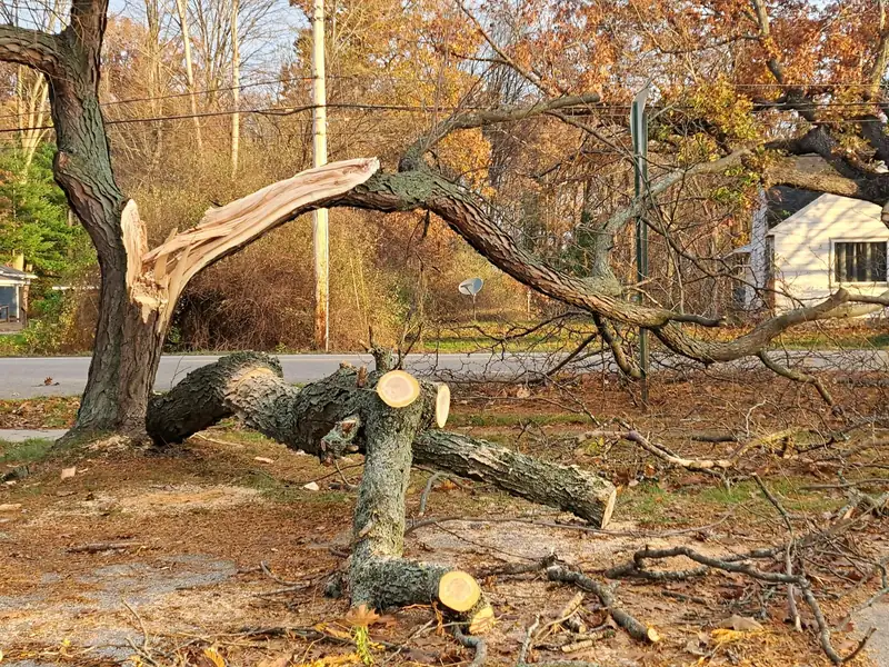 Photo: a large limb split away from the trunk at a weak fork.