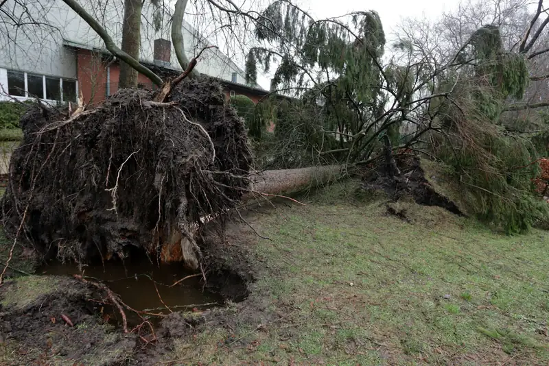 Photo: an uprooted tree with its root plate lifted from the soil.